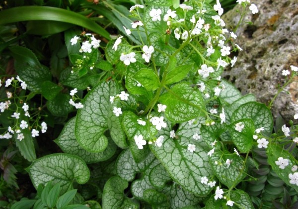 Brunnera macrophylla Mr. Morse