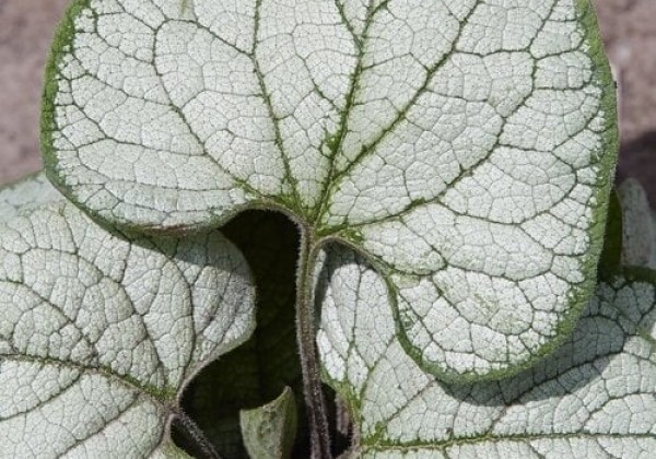 Brunnera macrophylla Silver Heart