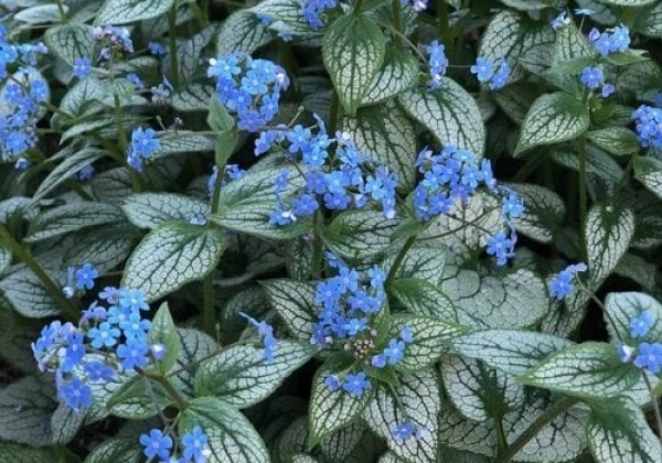 Brunnera macrophylla Silver Heart