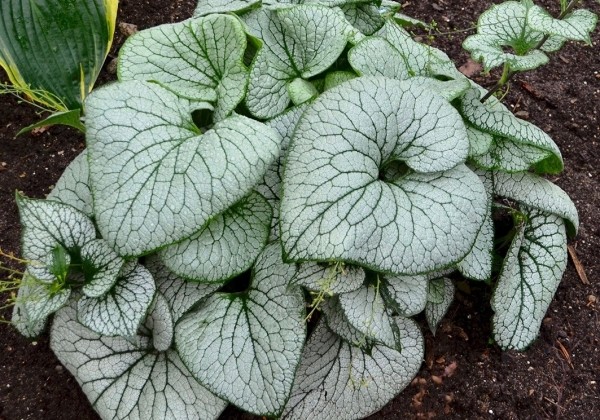 Brunnera macrophylla Sterling Silver