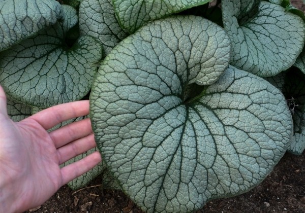 Brunnera macrophylla Sterling Silver