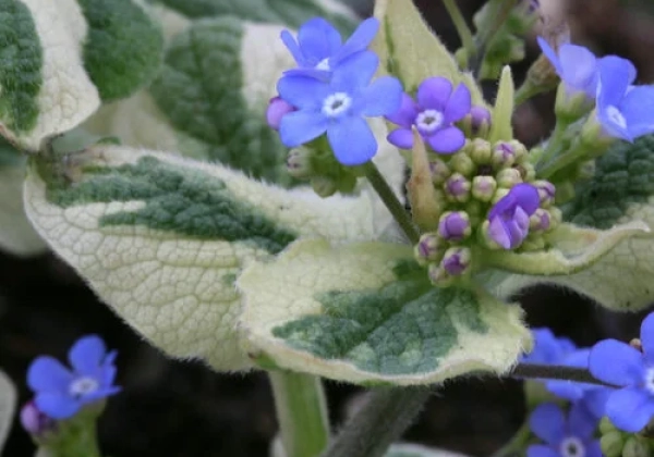 Brunnera macrophylla Variegata