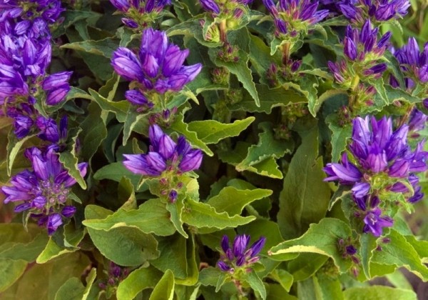 Campanula glomerata Genti Blue