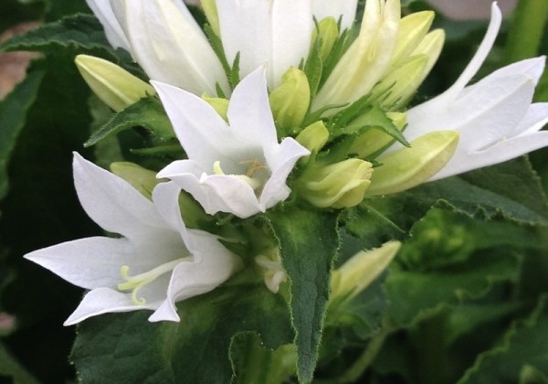 Campanula glomerata Genti White