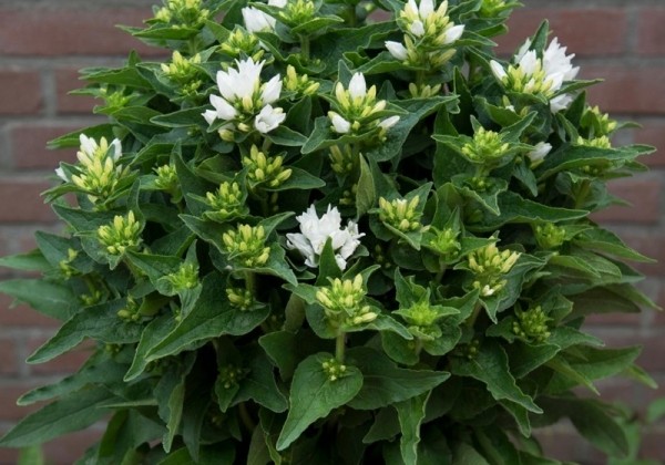 Campanula glomerata Genti White