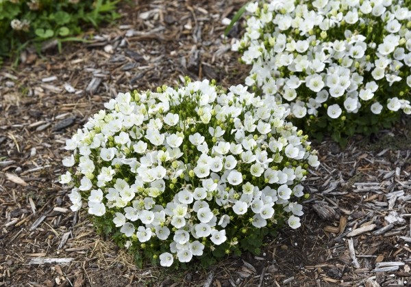 Campanula glomerata Mini Marvels™ Starbright