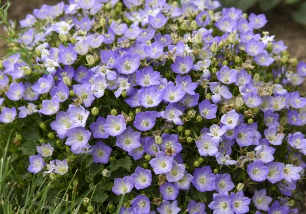 Campanula glomerata Mini Marvels™ Twilight