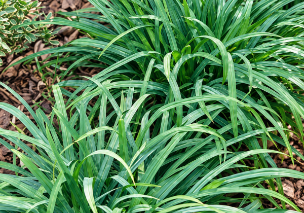 Carex laxiculmis Bunny Blue