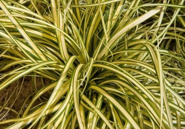 Carex oshimensis Evergold