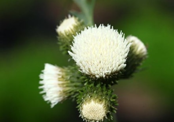 Cirsium rivulare Frosted Magic