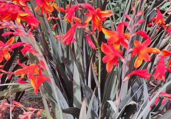 Crocosmia hybrida Bressingham Dark Fire