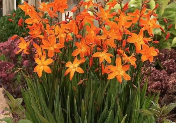Crocosmia hybrida Star of the East