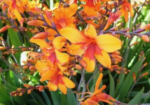 Crocosmia hybrida Walberton's Bright Eyes
