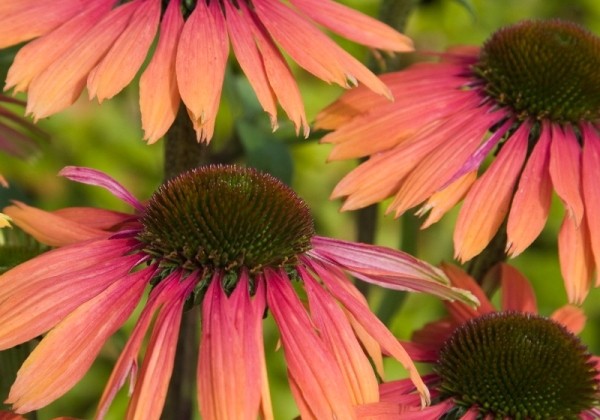 Echinacea purpurea Summer Cocktail