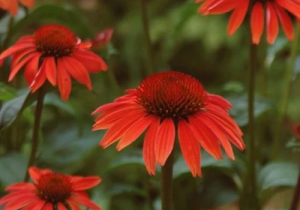 Echinacea purpurea Sundown