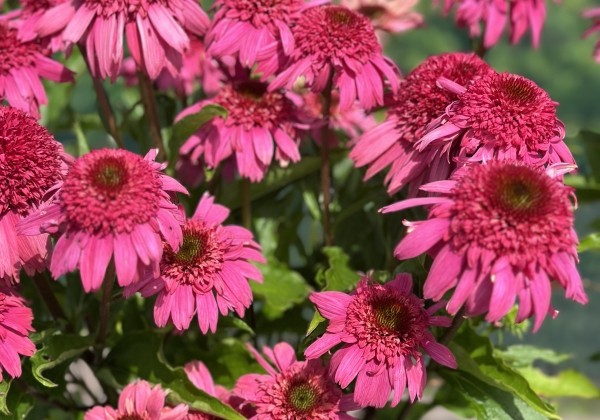Echinacea purpurea Delicious Strawberry