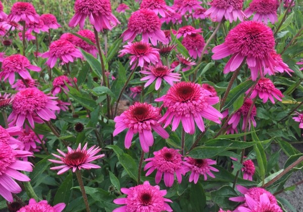 Echinacea purpurea Delicious Strawberry
