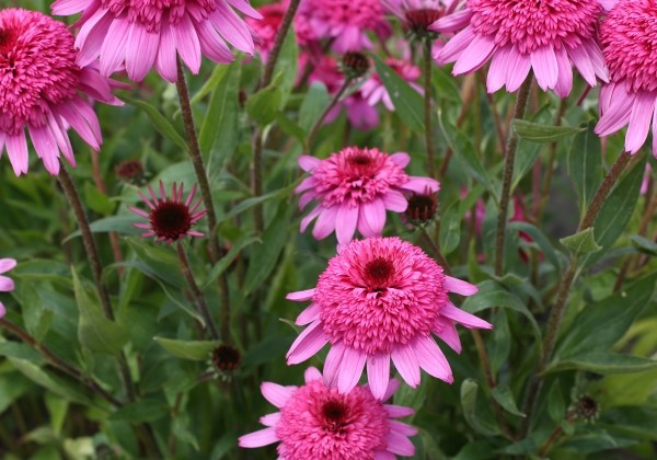 Echinacea purpurea Delicious Strawberry