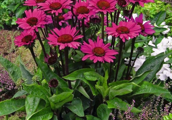 Echinacea purpurea Fatal Attraction