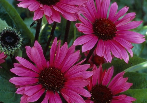 Echinacea purpurea Fatal Attraction