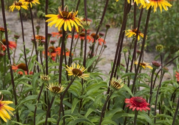 Echinacea purpurea Funky Yellow
