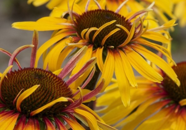 Echinacea purpurea Funky Yellow