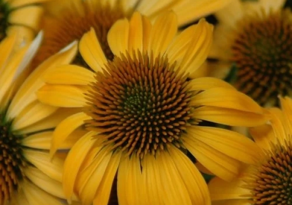 Echinacea purpurea Harvest Moon