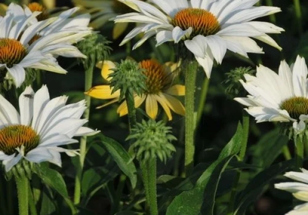 Echinacea purpurea Ivo's Poem
