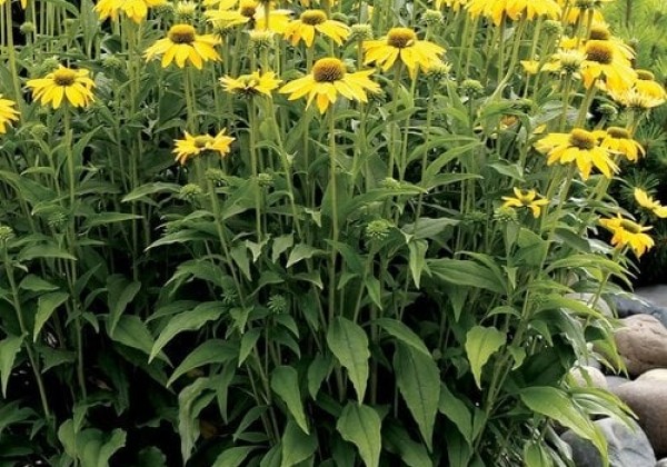 Echinacea purpurea Leilani