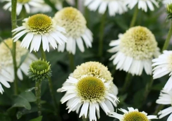 Echinacea purpurea Delicious Nougat