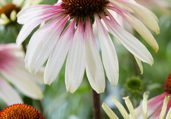 Echinacea purpurea Pretty Parasols