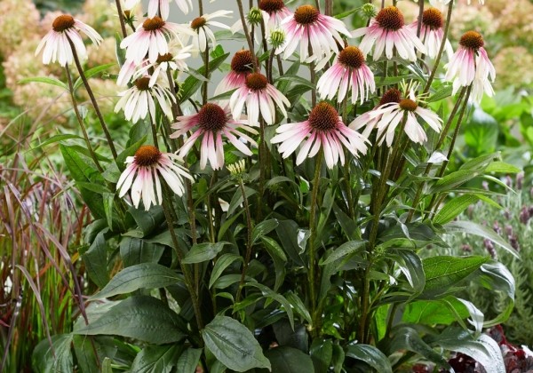 Echinacea purpurea Pretty Parasols
