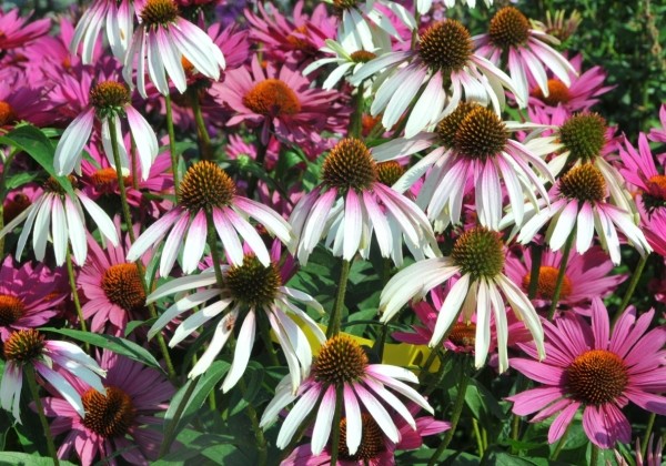 Echinacea purpurea Pretty Parasols