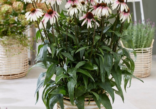 Echinacea purpurea Pretty Parasols