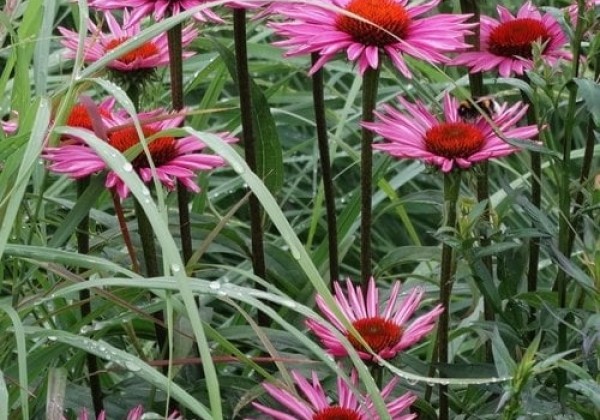 Echinacea purpurea Pica Bella