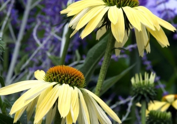 Echinacea purpurea Sunrise