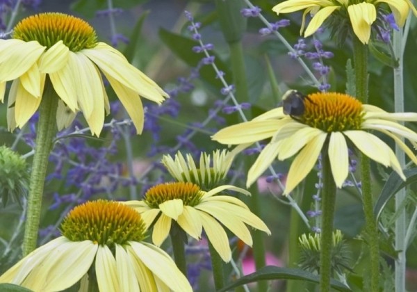 Echinacea purpurea Sunrise