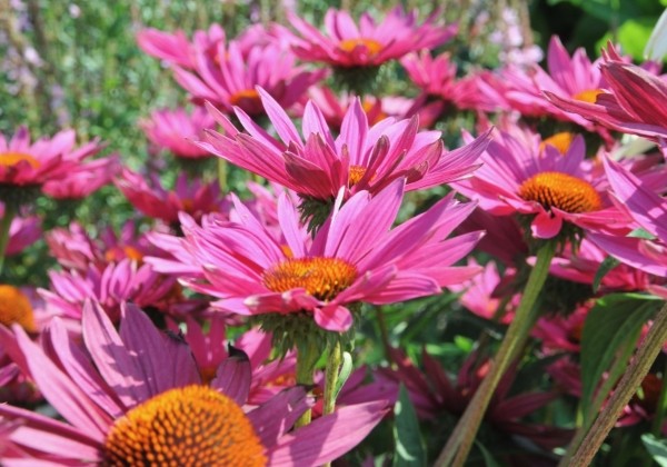 Echinacea purpurea JS ROHO