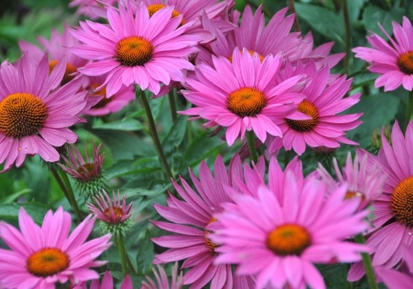 Echinacea purpurea JS ROHO