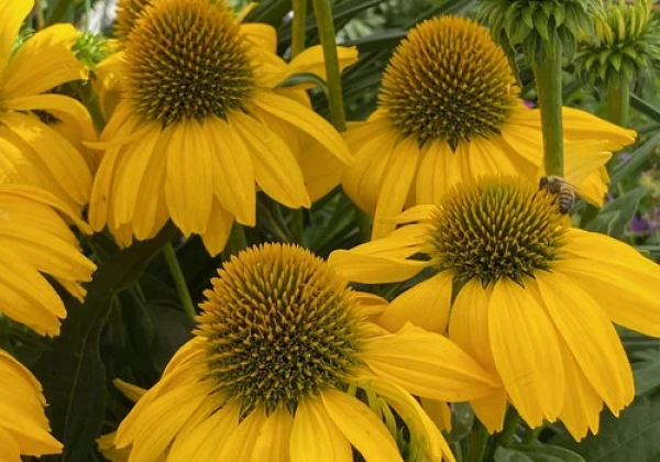 Echinacea purpurea SunSeekers Citrus