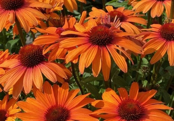 Echinacea purpurea SunSeekers Clementine