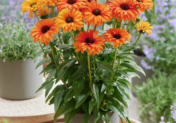 Echinacea purpurea SunSeekers Mineola