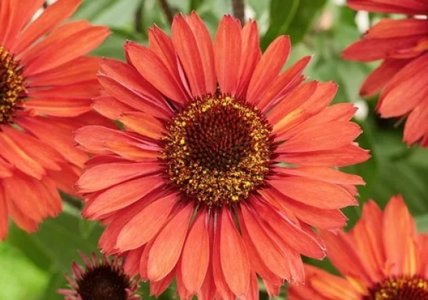 Echinacea purpurea SunSeekers Orange