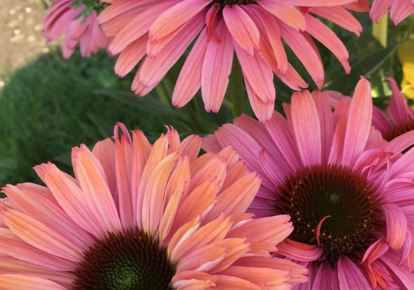 Echinacea purpurea SunSeekers Rainbow