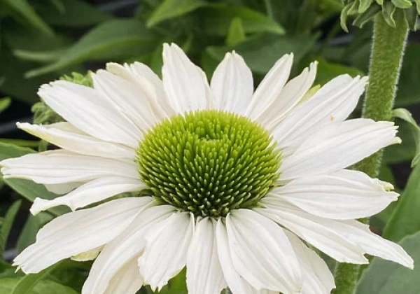 Echinacea purpurea SunSeekers White Beauty