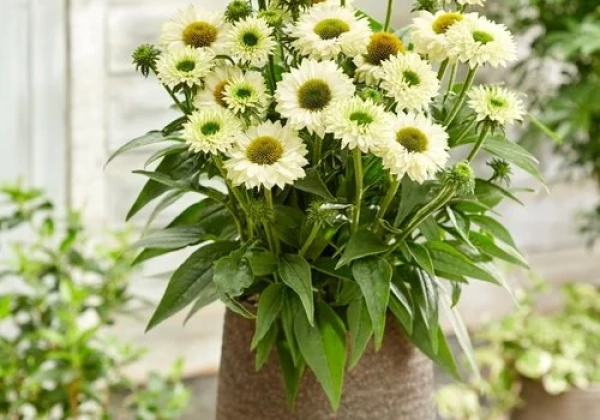 Echinacea purpurea SunSeekers White Perfection