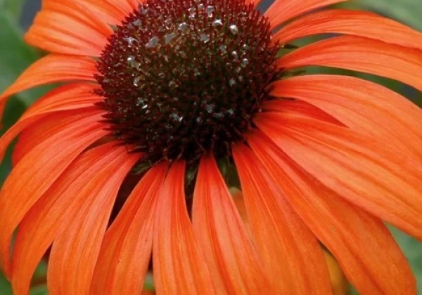 Echinacea purpurea Tangerine Dream