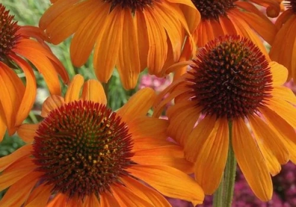 Echinacea purpurea Tiki Torch