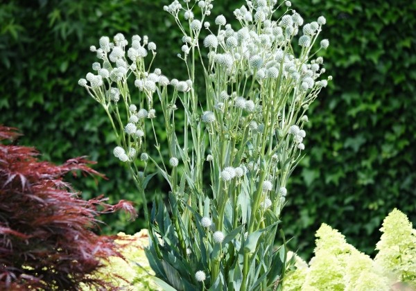 Eryngium planum Magical Silver Globe