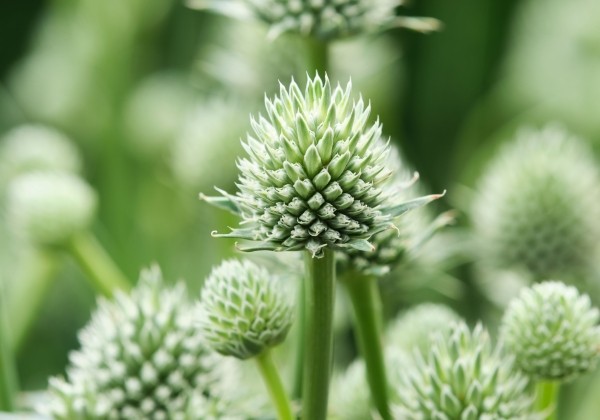 Eryngium planum Magical Silver Globe